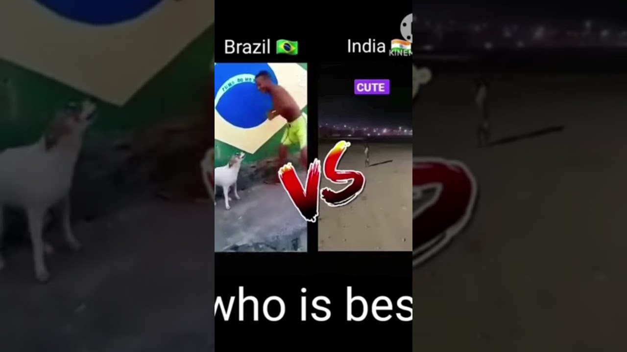 #funny #dog dunce🦮 #Brazil🇧🇷 vs India🇮🇳 #like and subscribe💖
