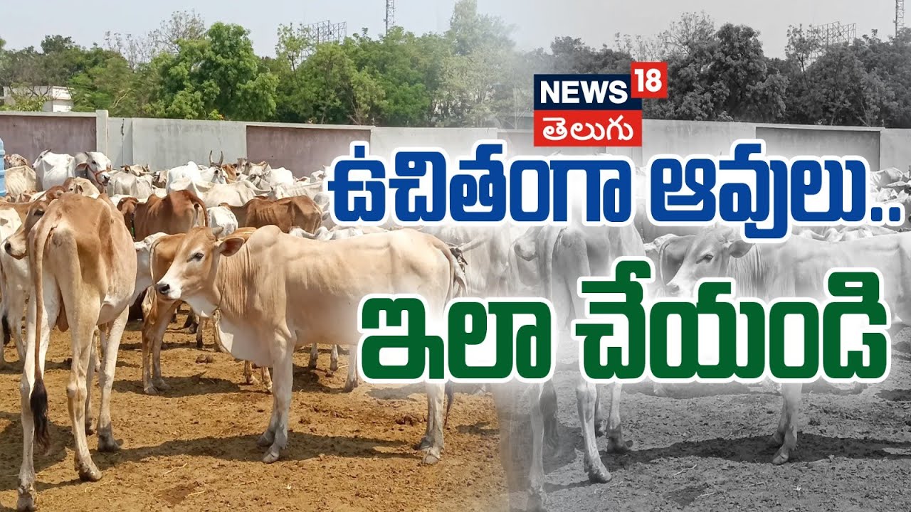 Cows and heifers are provided for free.. Here is the Application process | Local 18