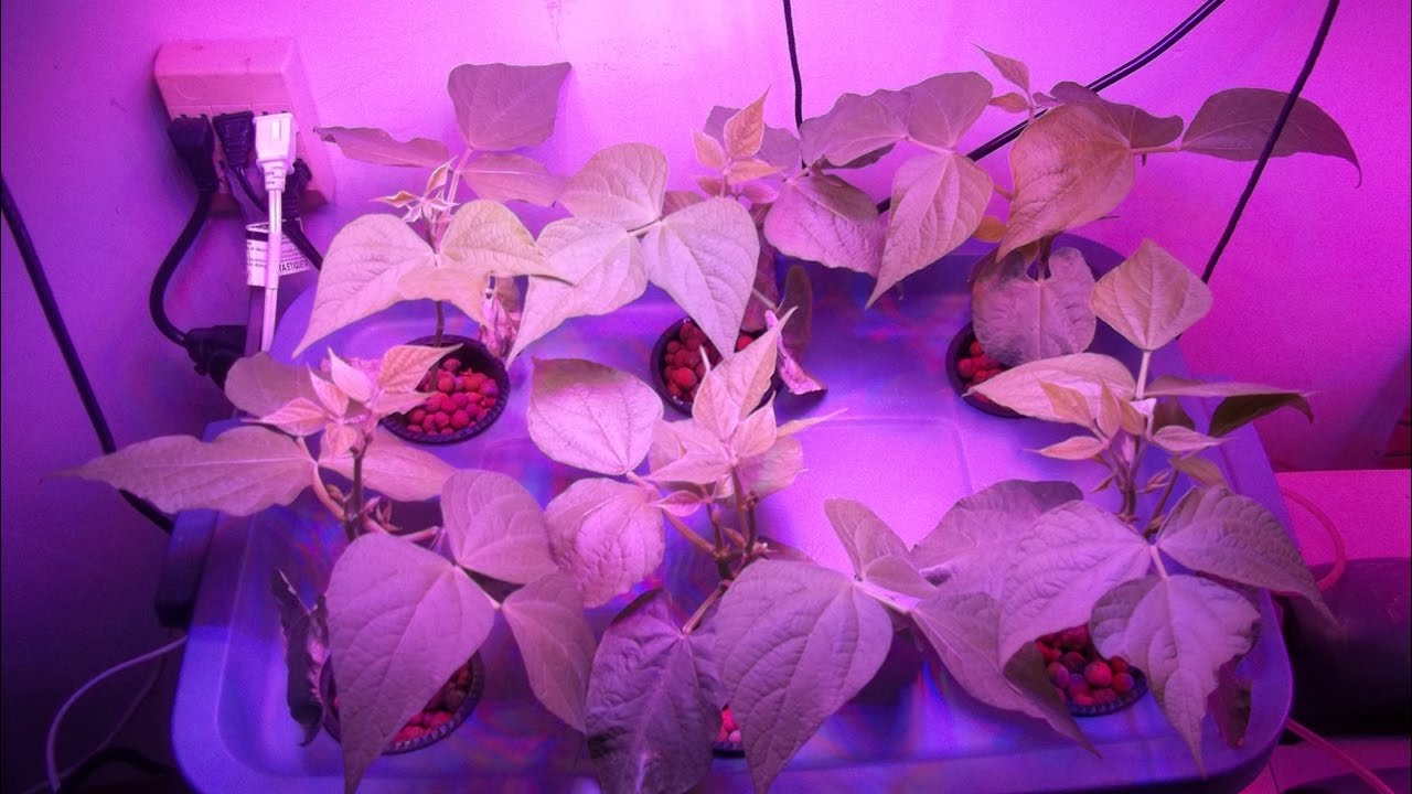 600 Watt LED Grow Light Test Growing Indoor Hydroponic Green Beans
