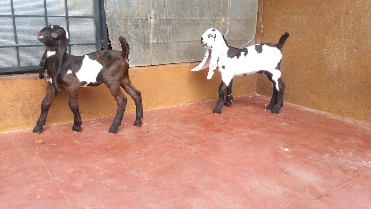 9035010289 / 9035010282 jamunapari goat kids