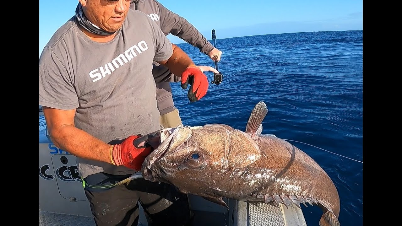 Hapuku Fishing West Coast!
