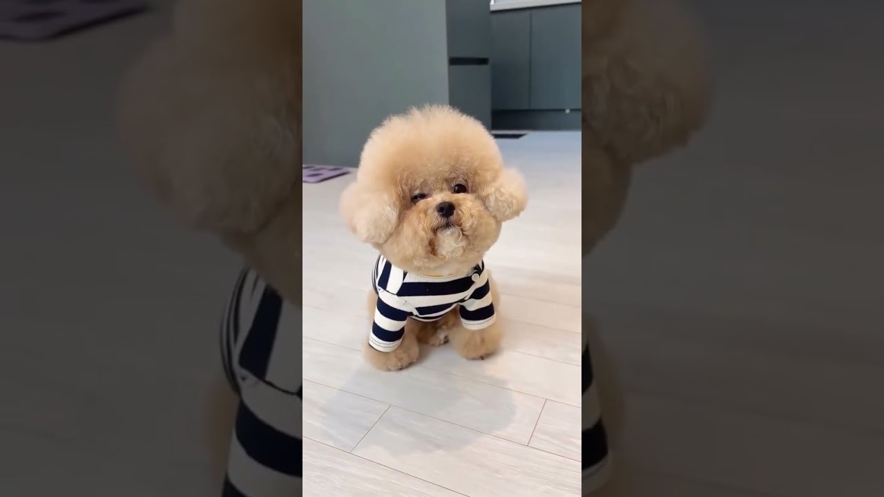 Cuteness Overload &ndash; Trendy Puppy Clothes You&rsquo;ll Adore #puppyclothes #trendypets