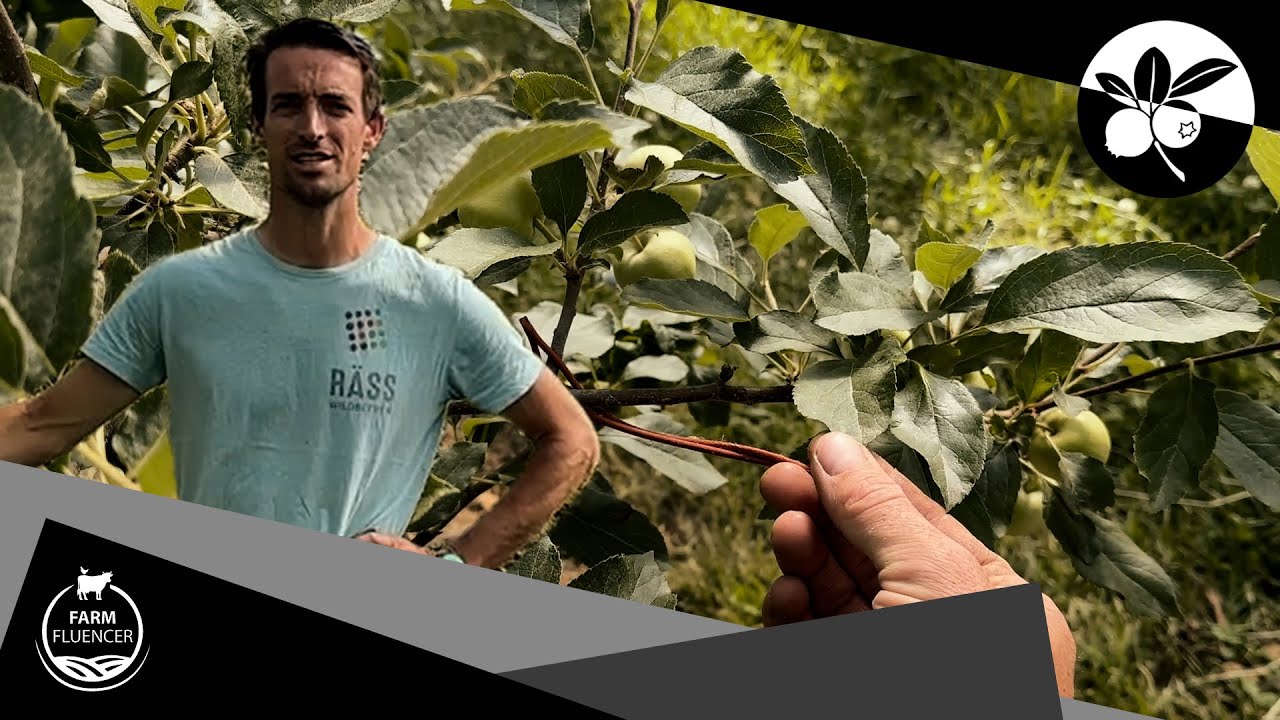 Geheime Tricks für gesunde Apfelbäume und schädlingsfreie Ernte | Beeren | Farmfluencer