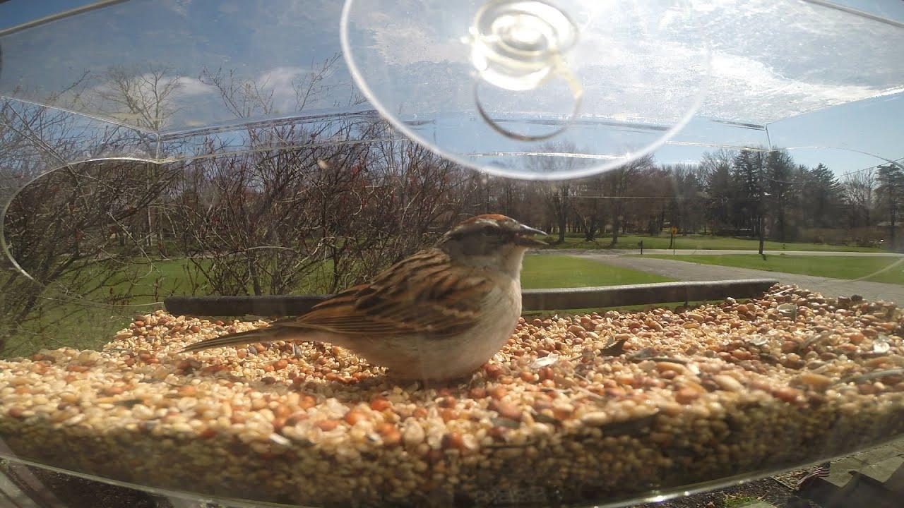 2 Days of a Bird Feeder - Time Lapse