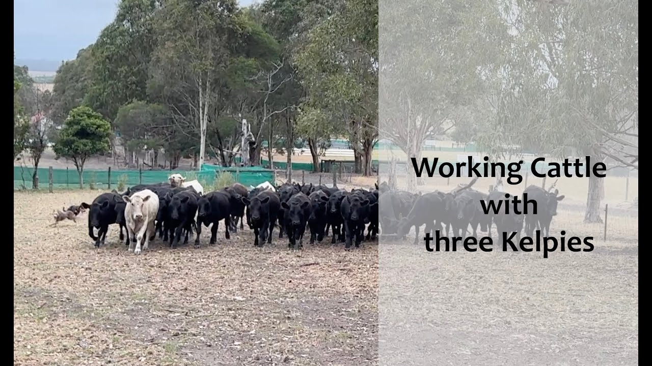 Kelpies Monty, Farmer & Shae working cattle