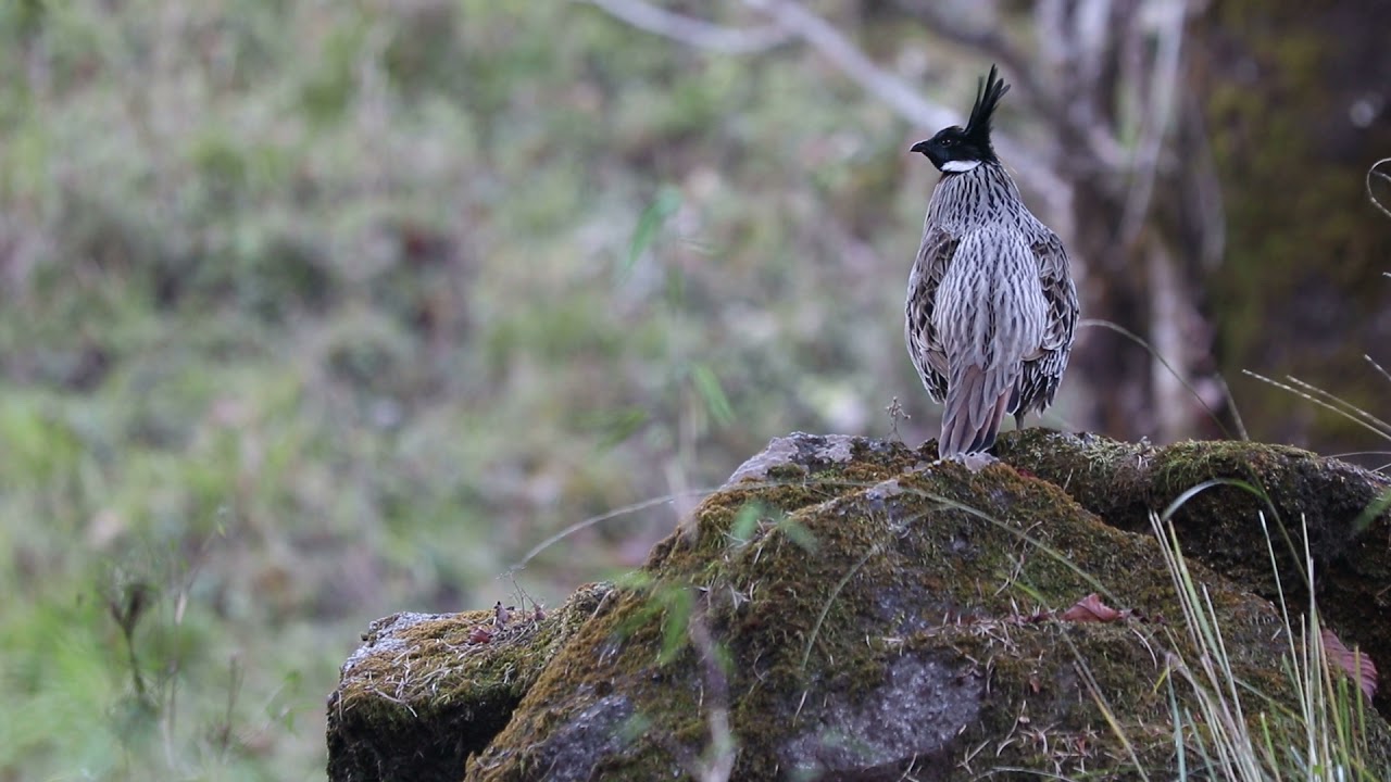 Koklass Pheasant on Musk Deer Sanctuary by Chopta Birding Tour Guide Bharat Puspwan