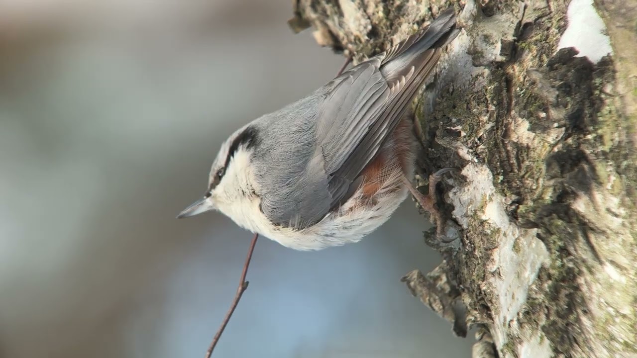 Птицы России. Бёрдвотчинг. Birdwatching. Дигископинг. Digiscoping. 