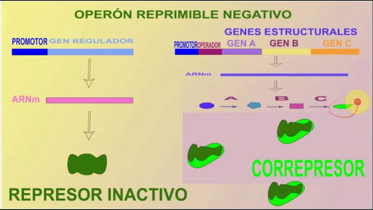 Control de la expresión génica Operón