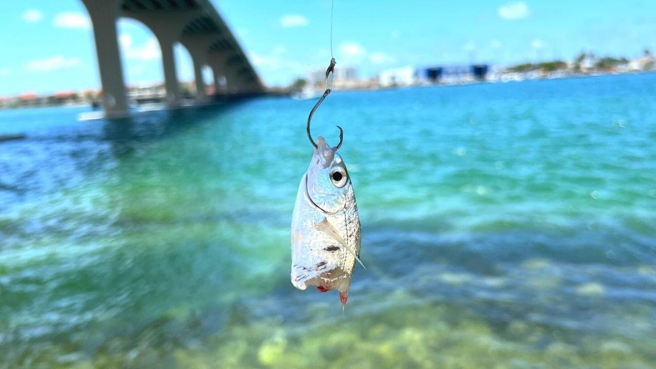 Mangrove Snapper Fishing in St. Petersburg, FL With Fish On Channel