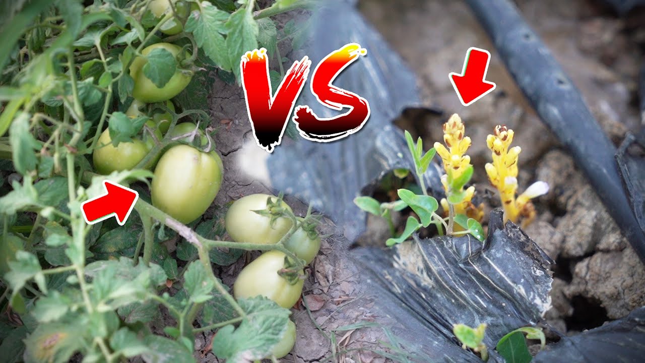 Tomato Paste and Wild Grass (Orobanş) Struggle | Guide to Getting Rid of Weeds