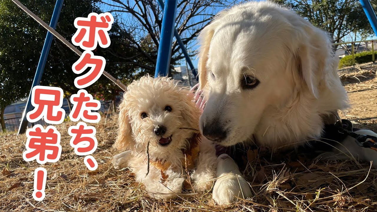 大きな白モフさんと、小さな白モフさんが出会って&hellip;&hellip;♡ はい、モフモフ凸凹兄弟の誕生です！
