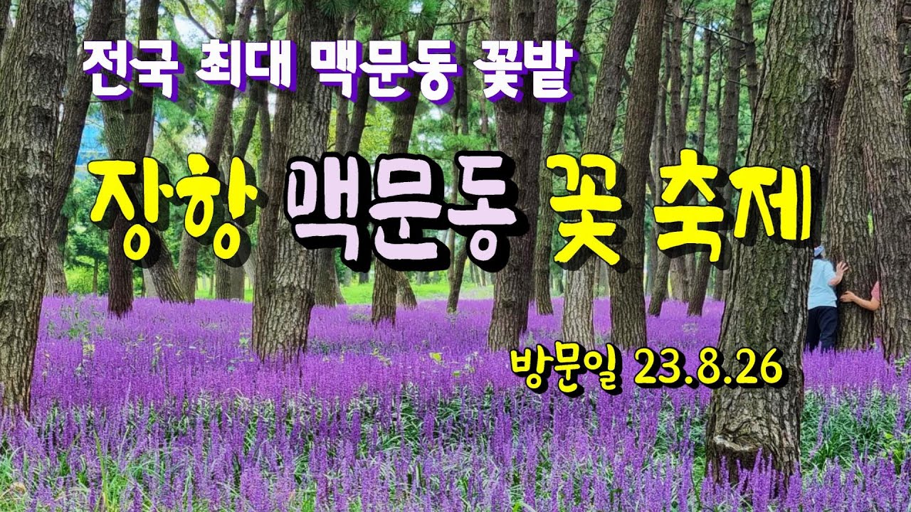 6백만 본의 맥문동 꽃, 보랏빛 향연 ㅣ축제 지나도 9월 중순까지는 피어 있어요