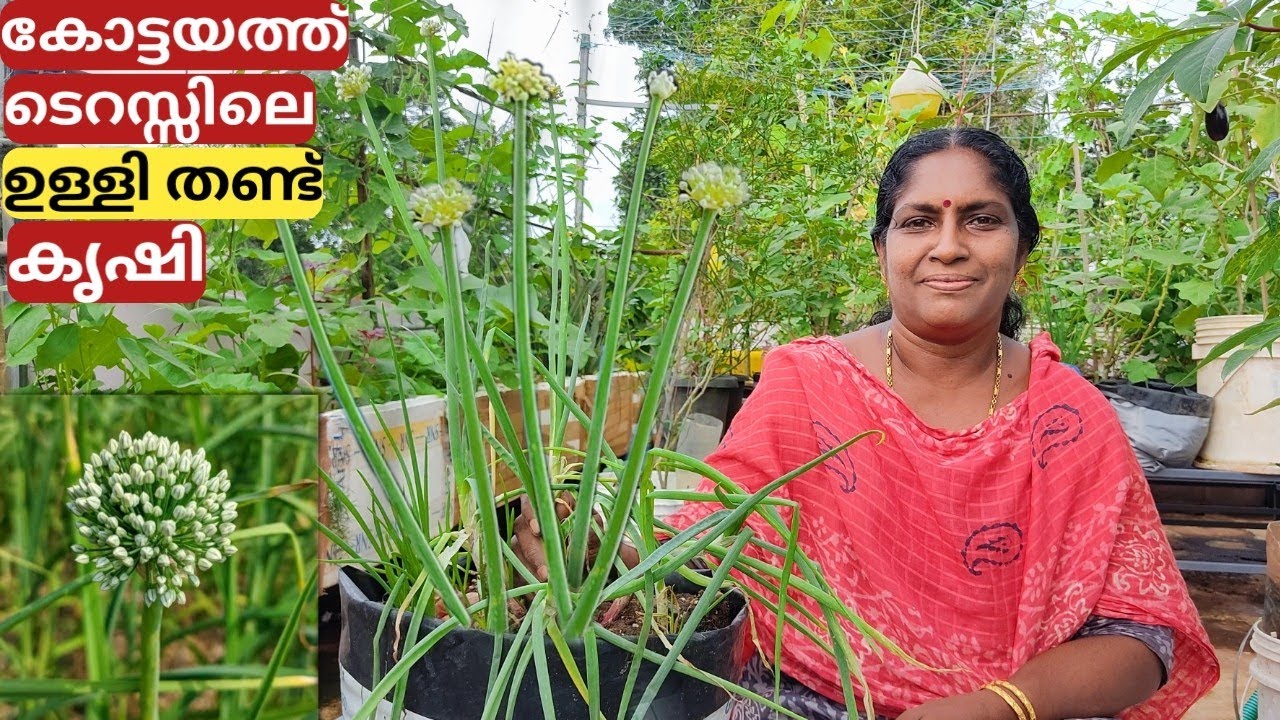 വീട്ടിൽ ഇതുപോലെ ഉള്ളി തണ്ട് വളർത്തിയെടുക്കാം | spring onion | onion flower | farming