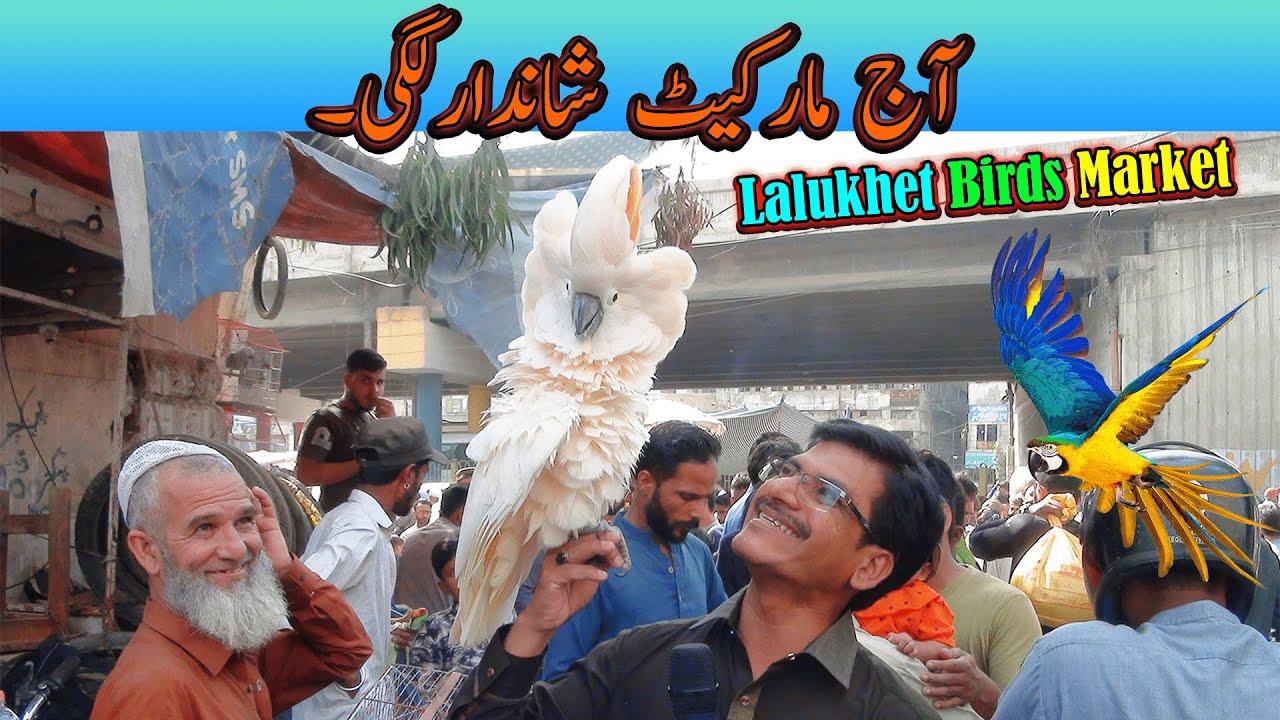 Lalukhet Exotic Parrots and Rare Birds Market Karachi 12-10-2025 Latest Update in Urdu | سوق الطيور