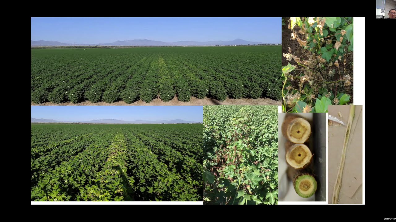 Cotton Disease Identification and Management
