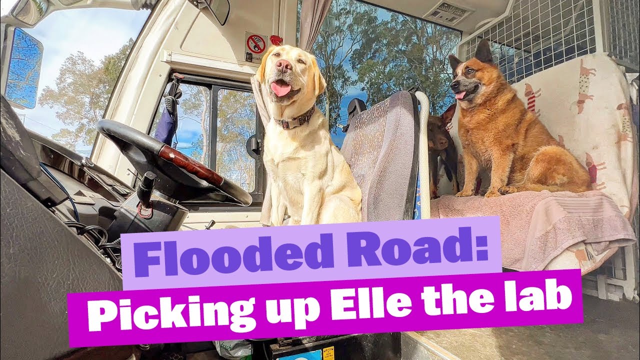 Flooded Road - Picking Up Elle the Labrador in the Bus
