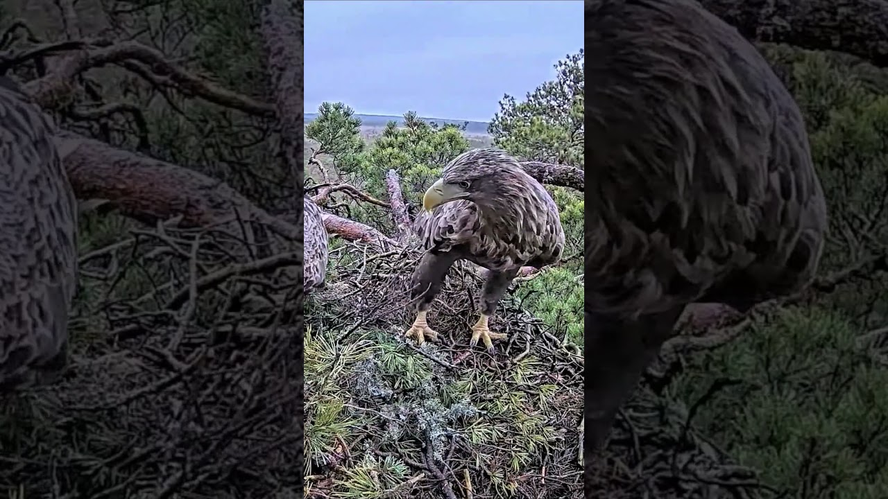 #birds #nest #wildlife #birdofprey #eagle #animals #nature