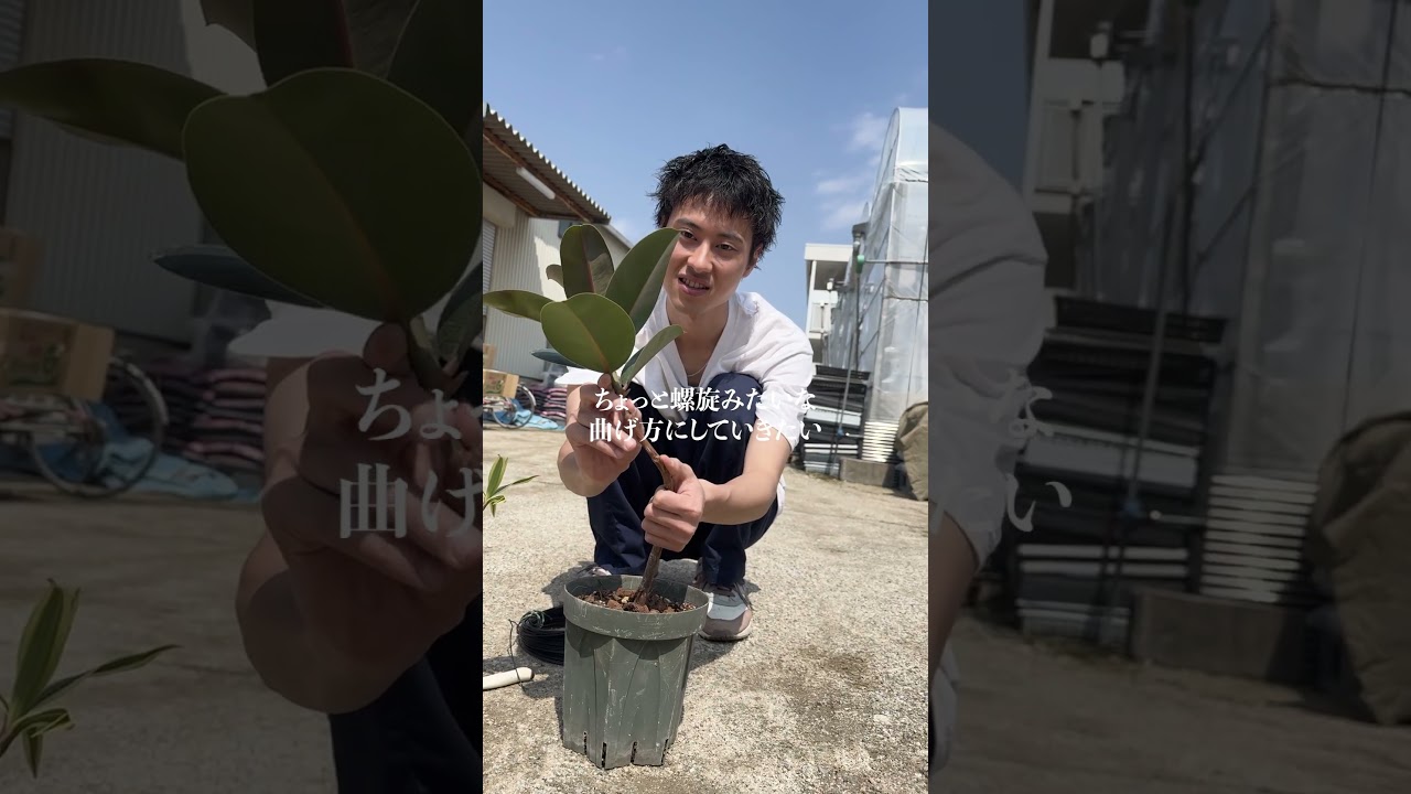 植物の曲げ方🪴 #観葉植物 #高橋園芸