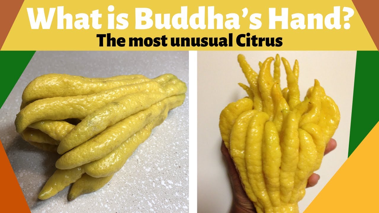 What is Buddha's Hand| The Most Unusual Citrus