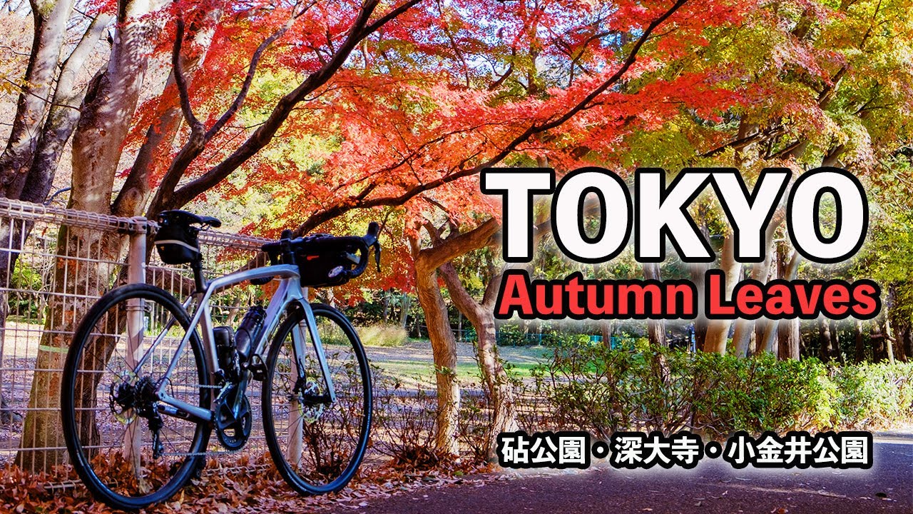 ロードバイクで都内の紅葉さがしライド〜砧公園・深大寺・小金井公園