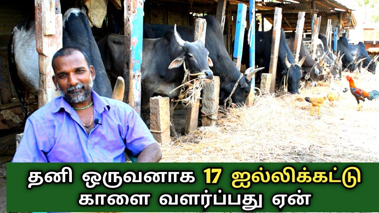17 ஜல்லிக்கட்டு காளைகளை வளர்க்கும் மதுரை தமிழர்