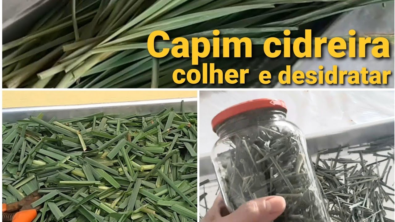 Capim Cidreira - Colher e desidratar/secar.