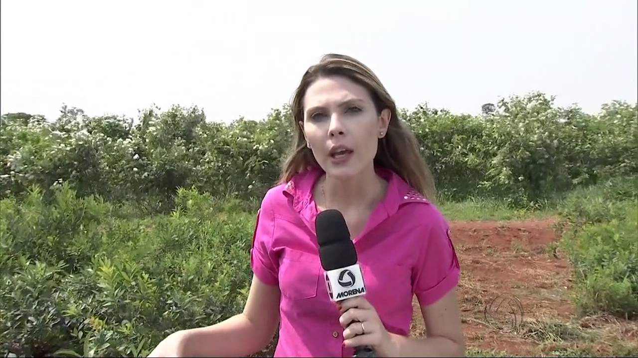 Guavira ou Guabiroba-do-cerrado
