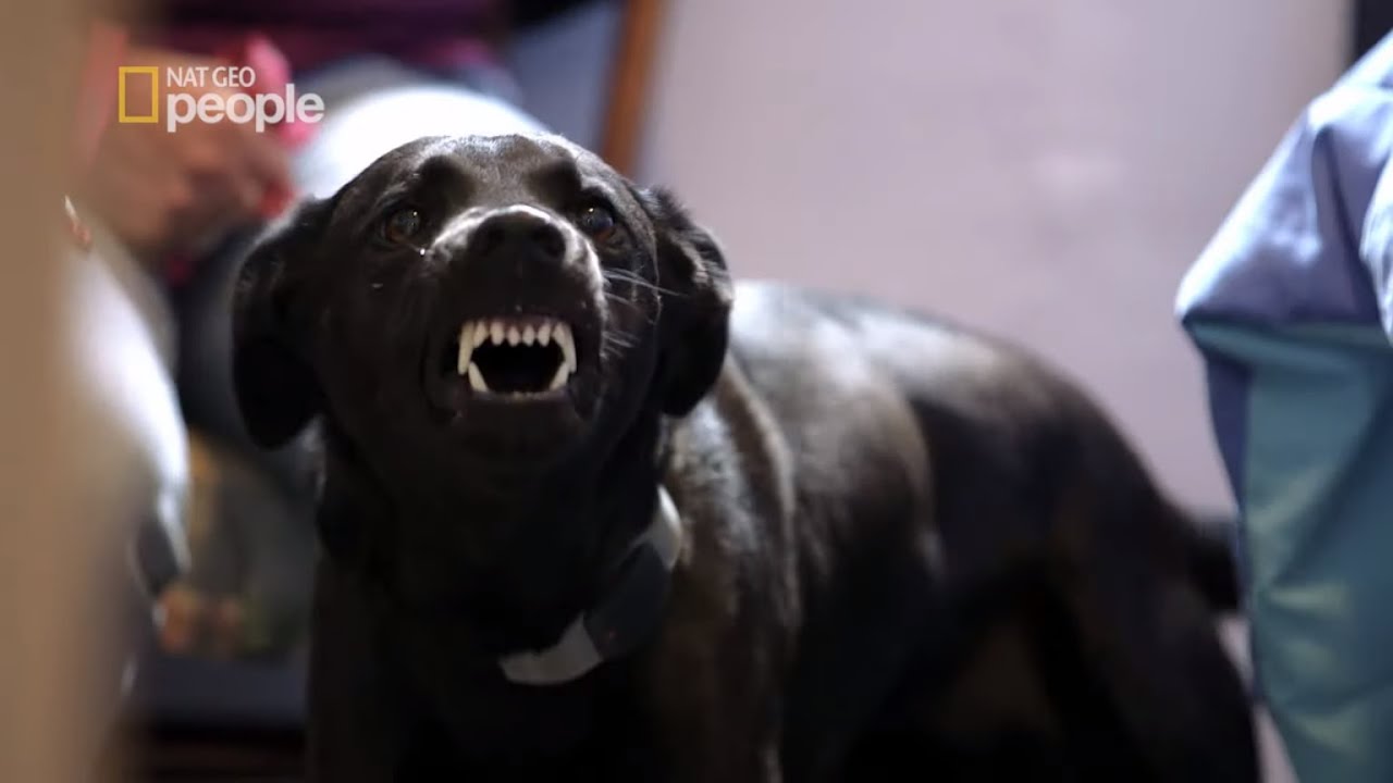 Suka atakowała każdego, kto zbliżył się do jej pokoju [Cesar Millan na ratunek]
