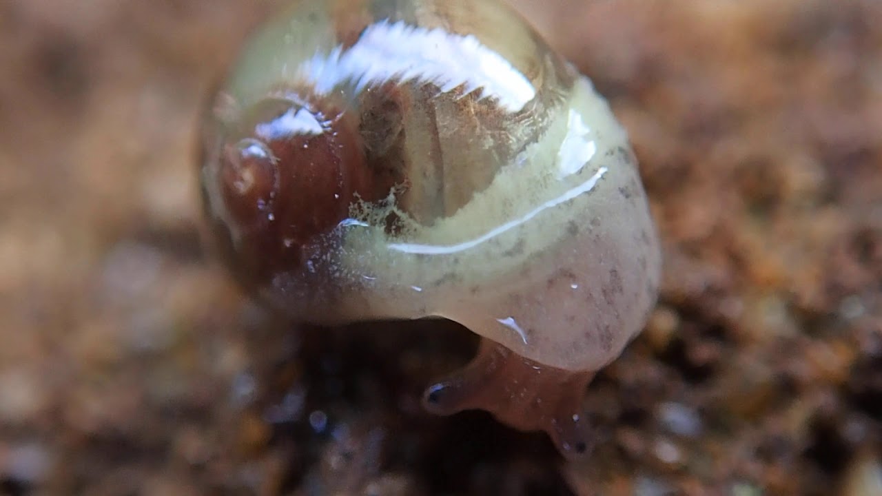 Winter Semi-slug