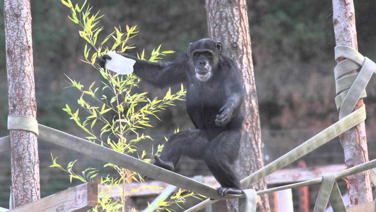 Five Years of Sanctuary for Chimpanzees