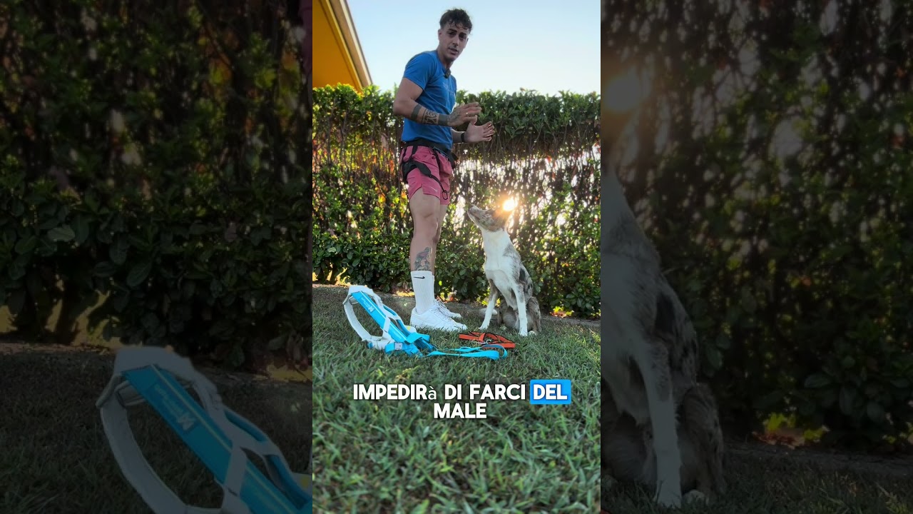 Attrezzature da Usare per Correre con il Tuo Cane