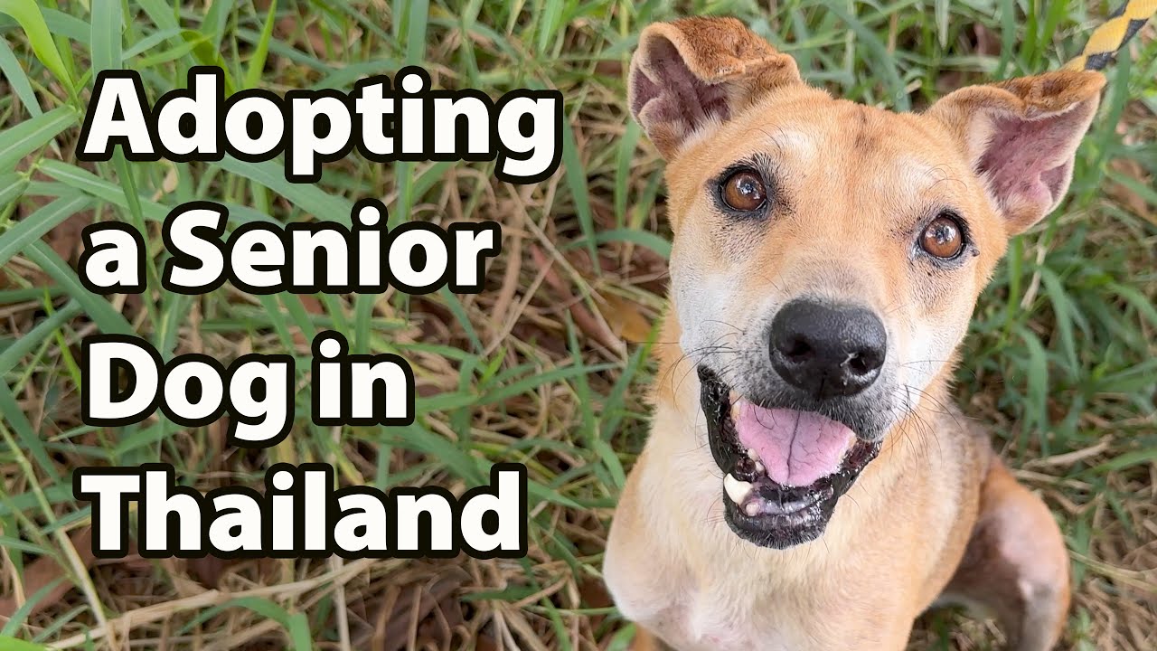 Adopting a Senior Shelter Dog in Thailand (dur: 30 mins)