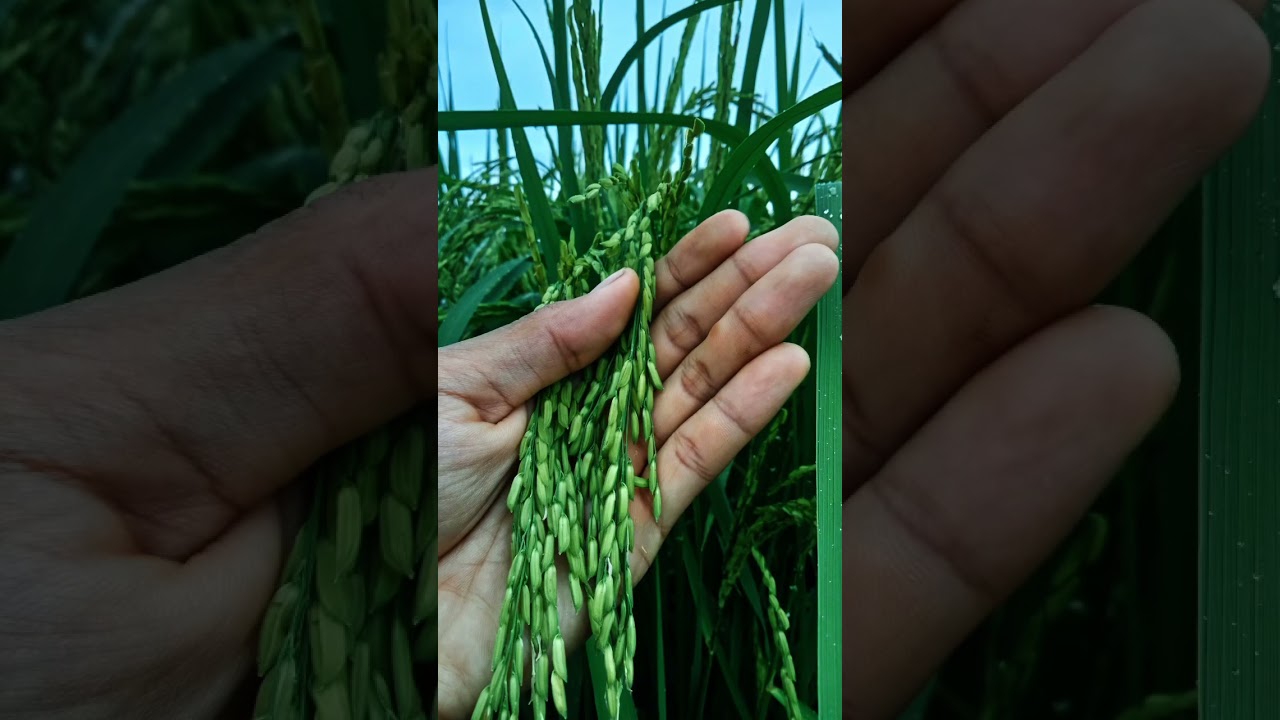 Hasil penanaman padi varietas Intani 602 setelah berusia 70+HST #petani #petanimuda #petanipadi