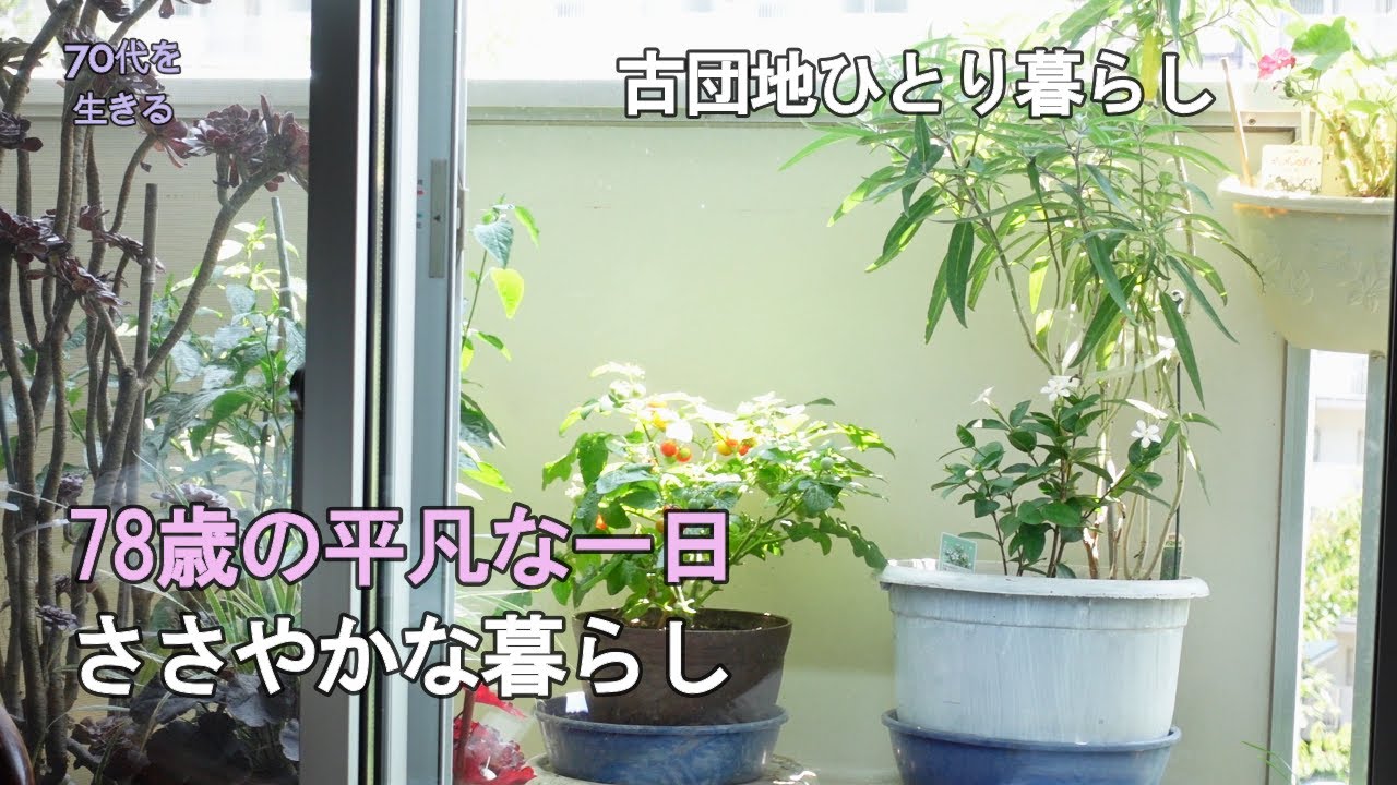 【70代を生きるNo.232】７８歳のささやかな暮らし。なにごともない平凡な一日／花の植替え／ベランダ菜園の紫蘇で味噌巻きを作り