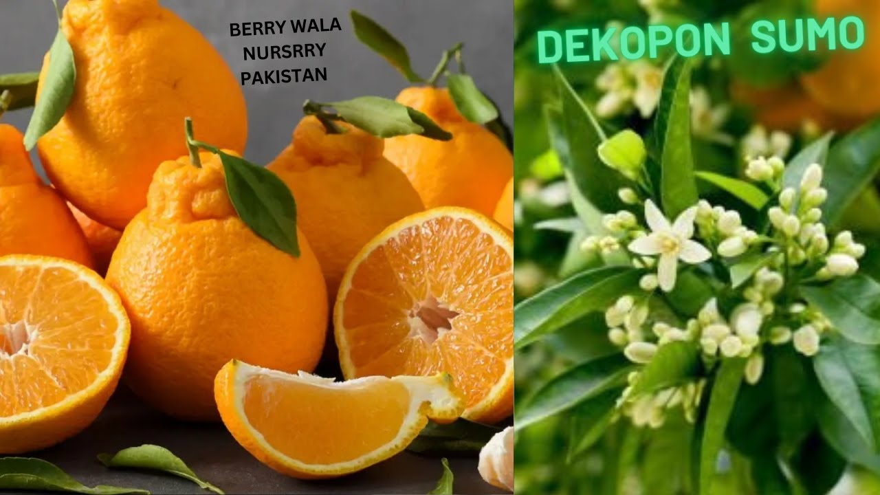 This Japanese Fruit (Dekopon Sumo) Will Change Pakistan&rsquo;s Citrus Industry! 🍊🔥