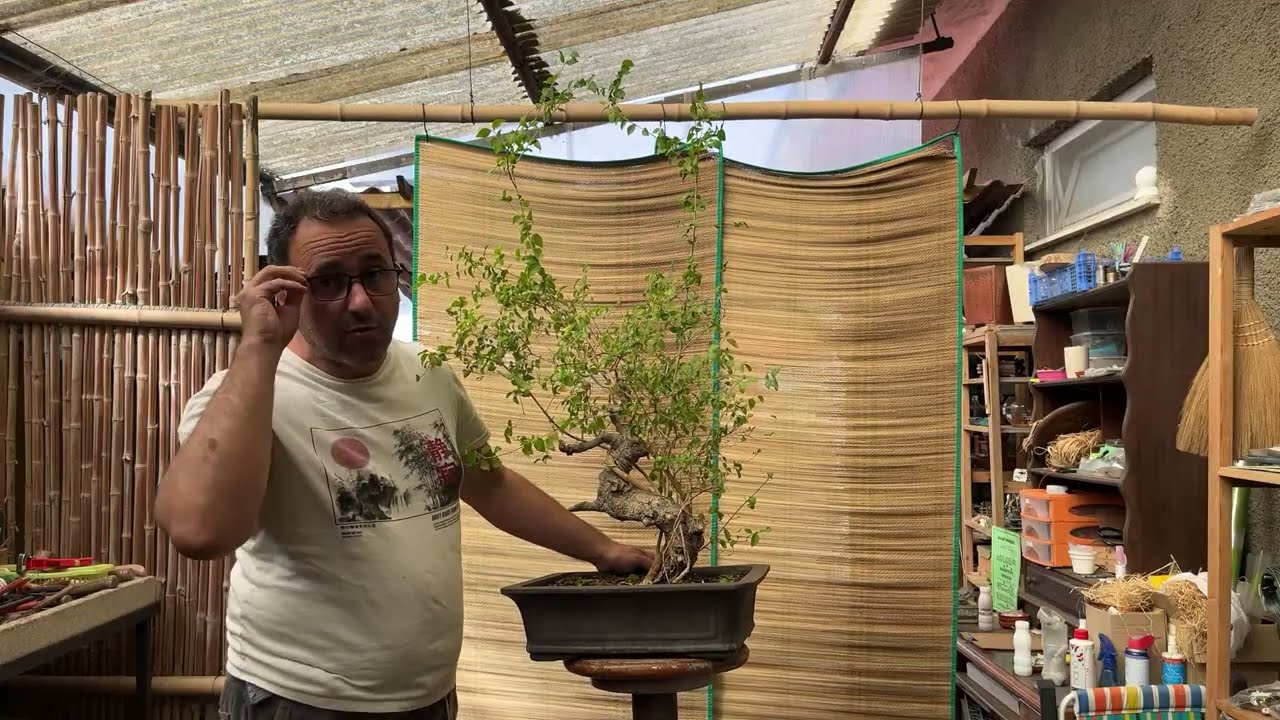 Ligustrum. De arbusto a Bonsai - Introdução 