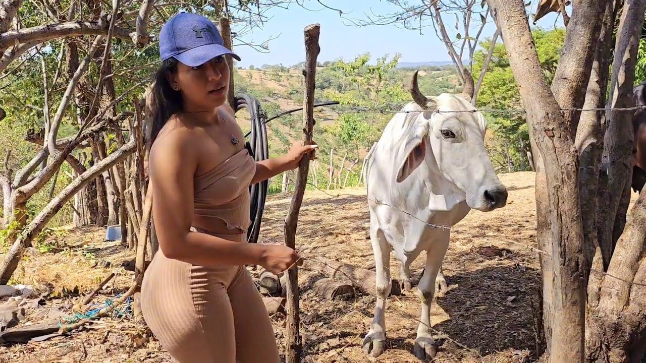 Estaba de Mal Humor la VACA 😡😡// Se le fue encima 😱