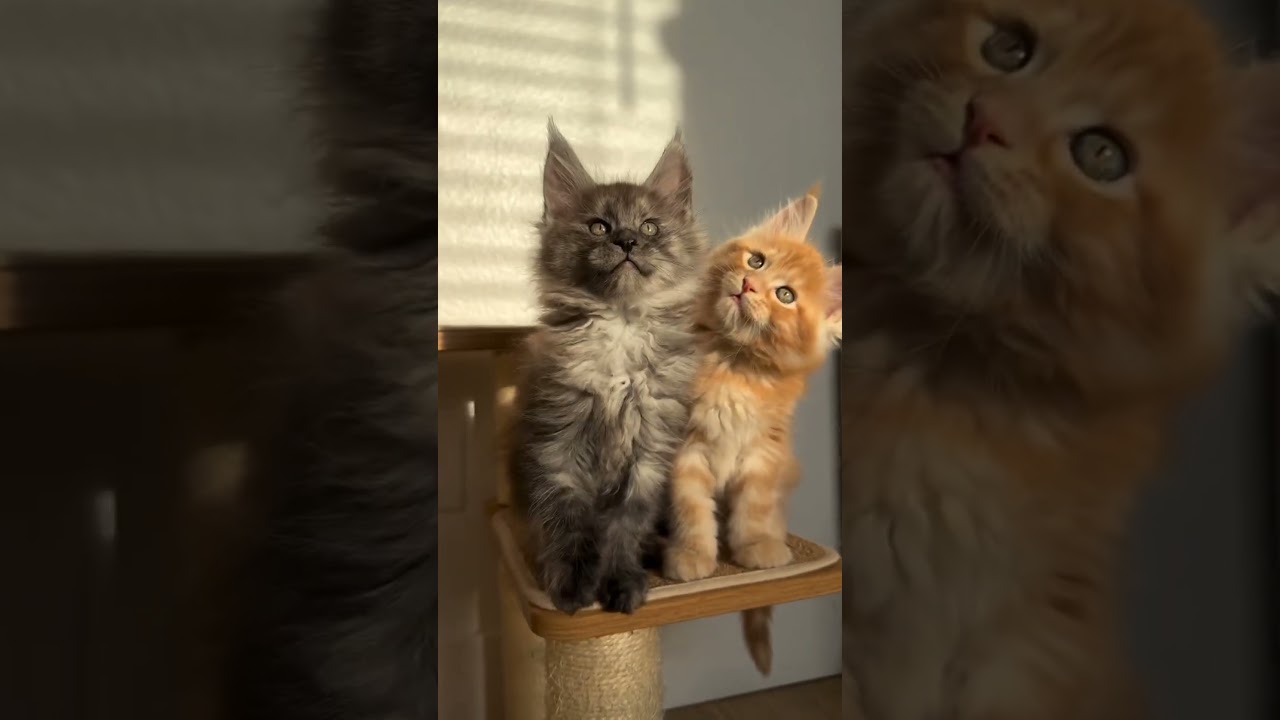 cute kitten 😻😻 