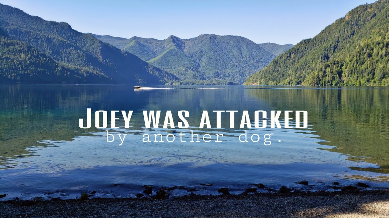 Adventures of Living In A Minivan | Finding free (with discover pass) campgrounds and dog attacks!