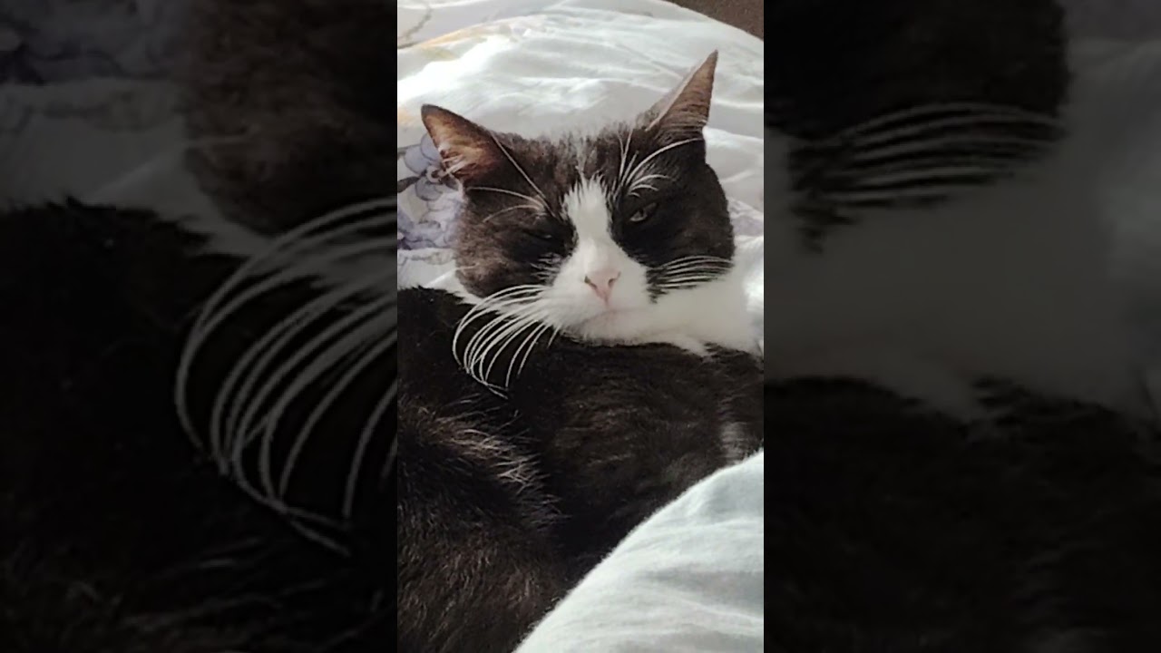 #видосыоткота #веселыекоты #рекомендации #cat #котик #прикольныекоты