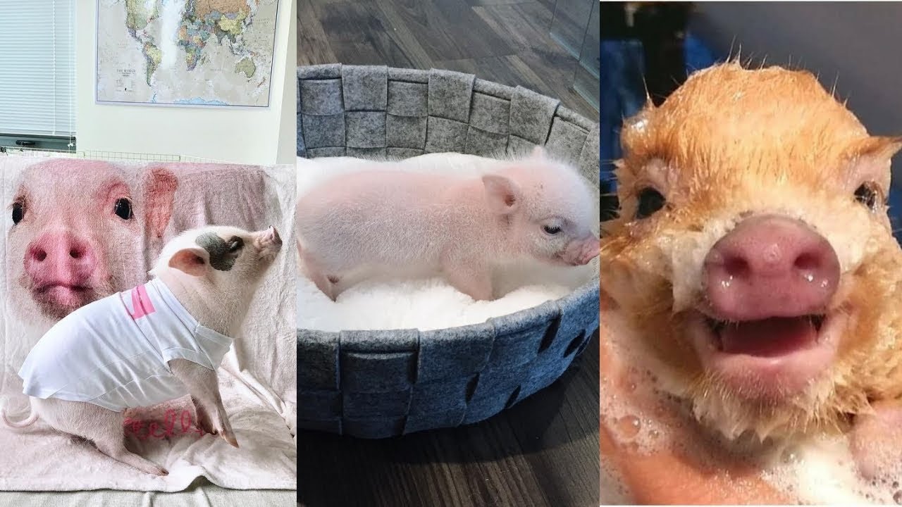 Cute Pig Bath - Pig Bath In Sink - Pig Grooming compilation # 1