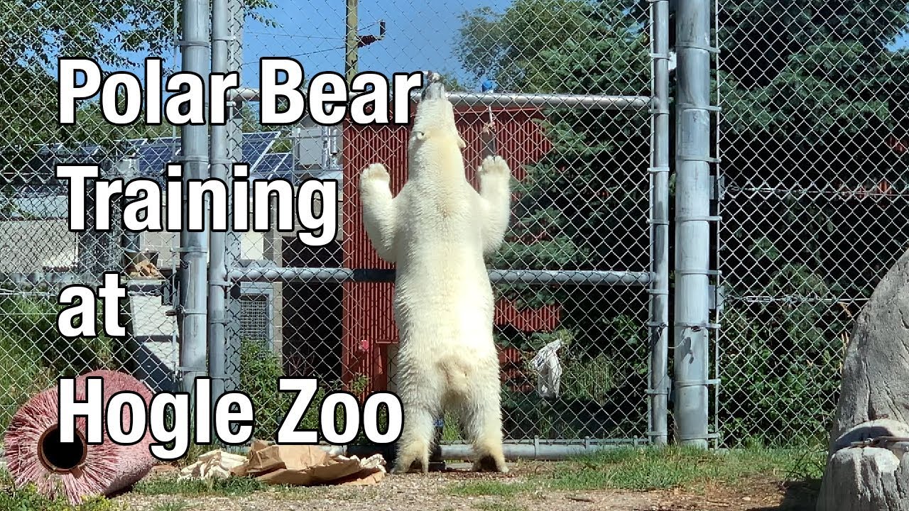 Polar Bear Training at Hogle Zoo