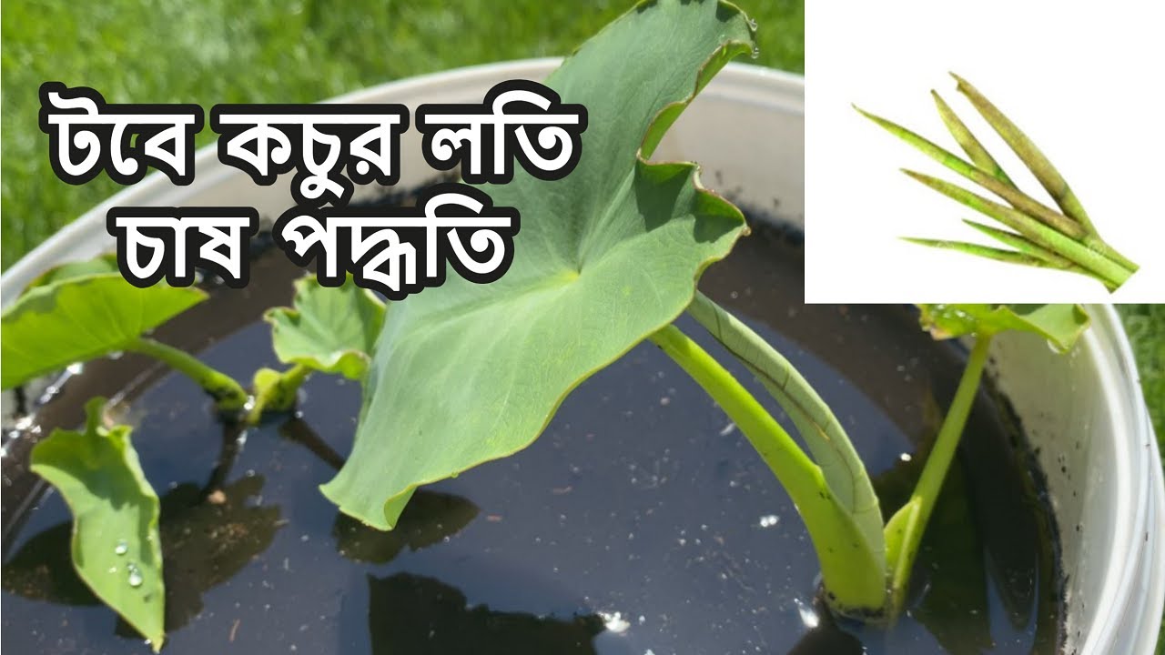 ১ম পর্ব  - টবে কচুর লতি চাষ পদ্ধতি কেমন ধরণের কচু দিয়ে লতি বানানো যাবে ARUM, ARUM-LOBE GROWING LK