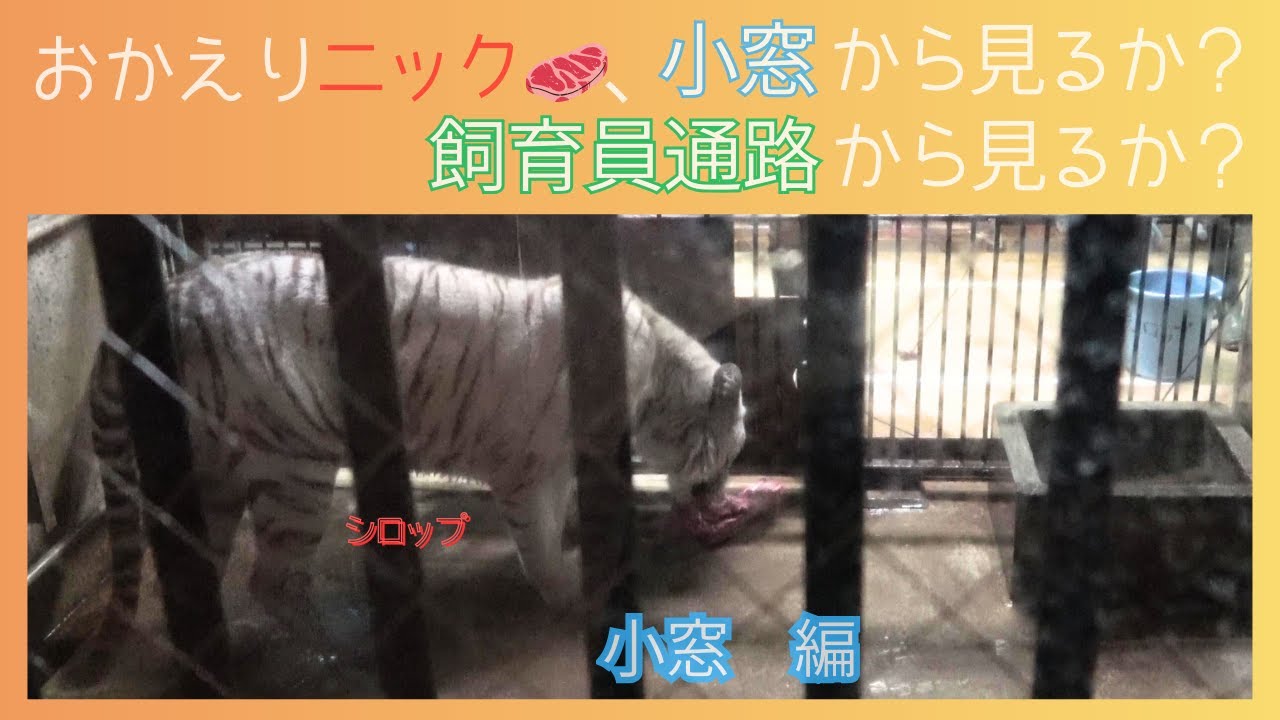 【おかえりニック、小窓から見るか？飼育員通路から見るか？　小窓編】伊豆アニマルキングダム　ホワイトタイガー「シロップ」「ツキ」「シグレ」「ナイト」