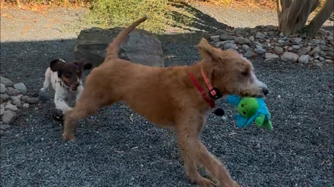 Off leash training recall (come with beep) Winston full video 