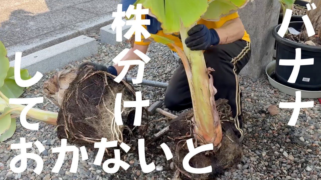 令和7年8月23日バナナ株分けしなければ　鉢植え　ドワーフナムワ
