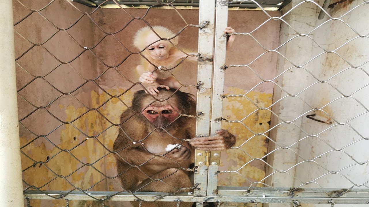 Rescue mother monkey and poor baby monkey from hunters