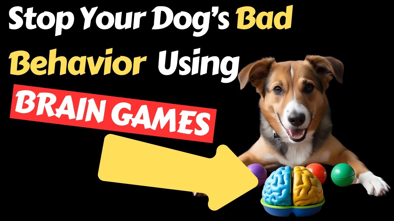 The Secret to Fixing Your Dog's Behavior Fast with Brain Games – Watch This! 