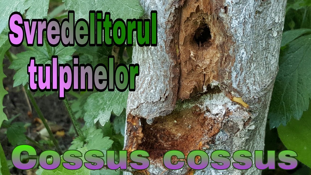 Sfredelitorul tulpinilor  Cossus cossus  Cum scăpăm de daunator Descriere Livada Bio  e33