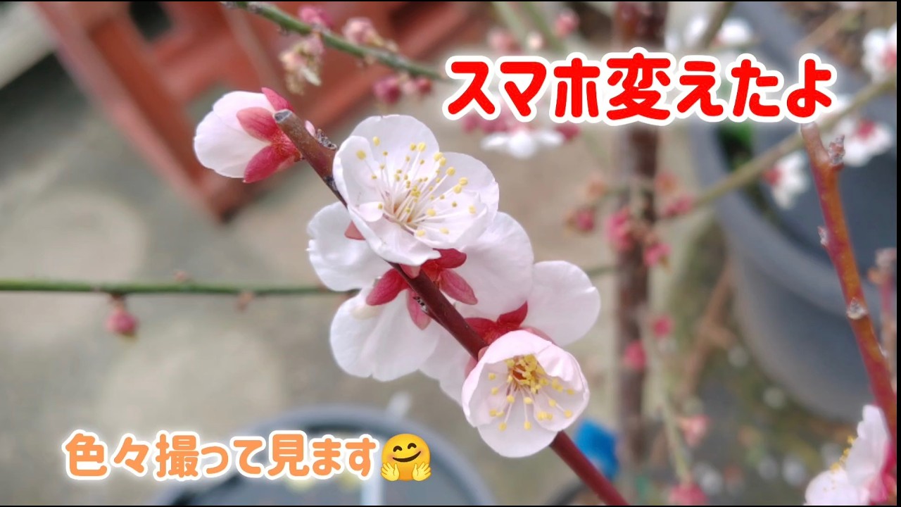 #556 スマホ変えたよ
